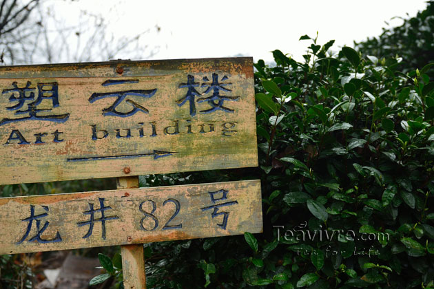 shifeng mountain longjing tea garden