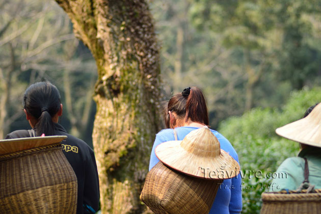 shifeng mountain longjing tea garden