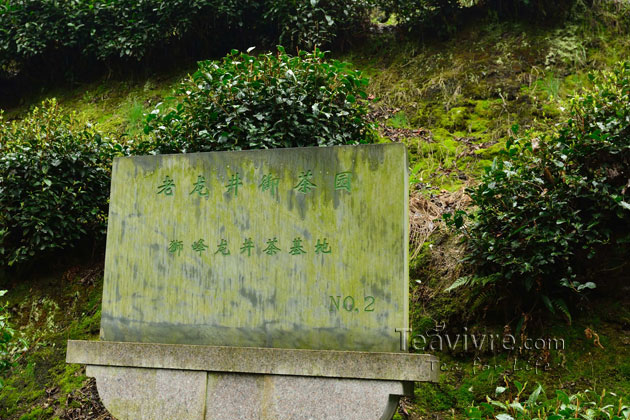 shifeng mountain longjing tea garden