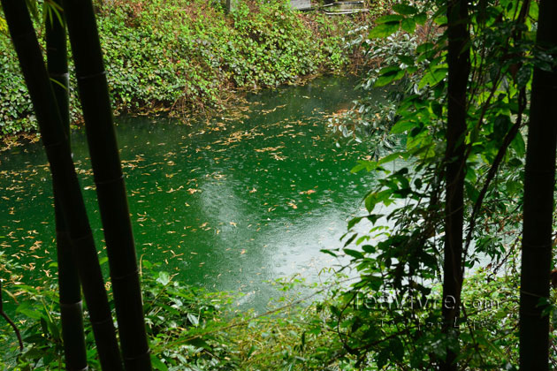 shifeng mountain longjing tea garden