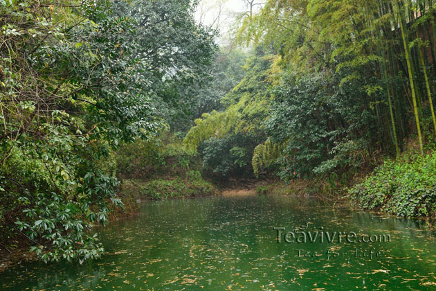 shifeng mountain longjing tea garden