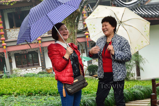 shifeng mountain longjing tea garden