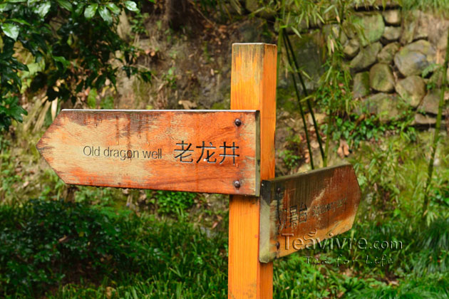 shifeng mountain longjing tea garden