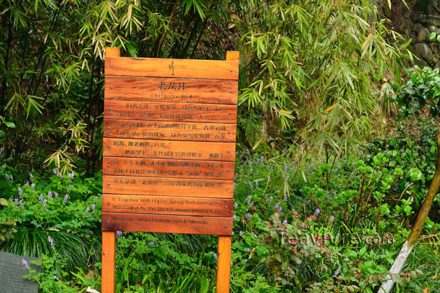 shifeng mountain longjing tea garden