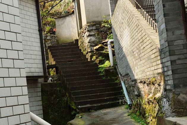 shifeng mountain longjing tea garden