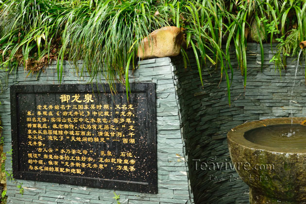 shifeng mountain longjing tea garden