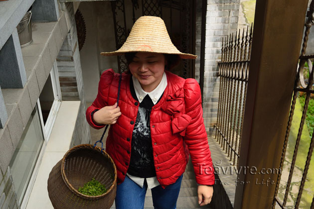 shifeng mountain longjing tea garden